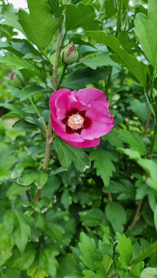 Gartenhibiskus lila oder pink, Eibisch in Zettlitz bei Rochlitz