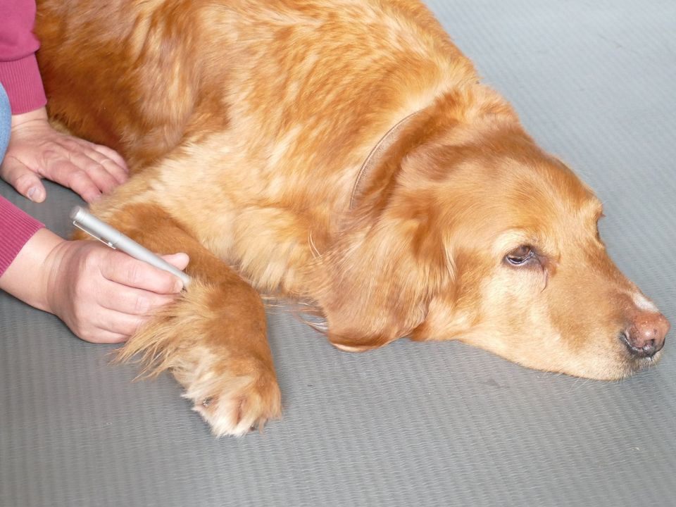 Osteopathie für Hunde in Lindlar