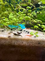 Neocaridina Garnelen-Mix (10er-Gruppe), Süßwasseraquarium Berlin - Tempelhof Vorschau