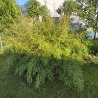 Schön gewachsener Bambus Hessen - Rodenbach Vorschau