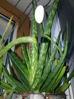 Aloe Vera ♡  Zimmerpflanze Kr. München - Haar Vorschau