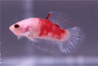 Betta Splendens // Kampffisch // HMPK Männchen D6 Berlin - Neukölln Vorschau