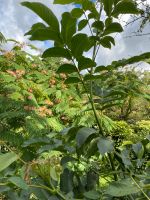 Wallnussbaum Juglans regia Nordrhein-Westfalen - Hille Vorschau