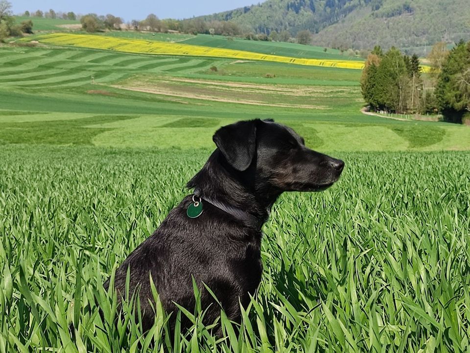 Ferienhaus Weserbergland - Urlaub mit Hund in Wesertal