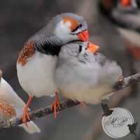 Zebrafinken-Jungtiere (Züchter-beringt) Rheinland-Pfalz - Newel Vorschau