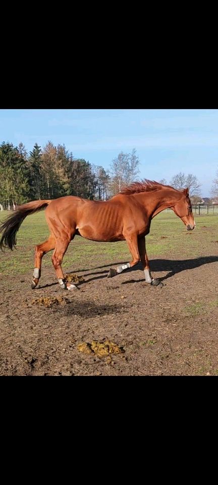 3 Senioren Offenstall Plätze frei in Wedemark