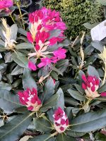 Rhododendron 60/80cm verschiedene Sorten / Farben Hessen - Dreieich Vorschau