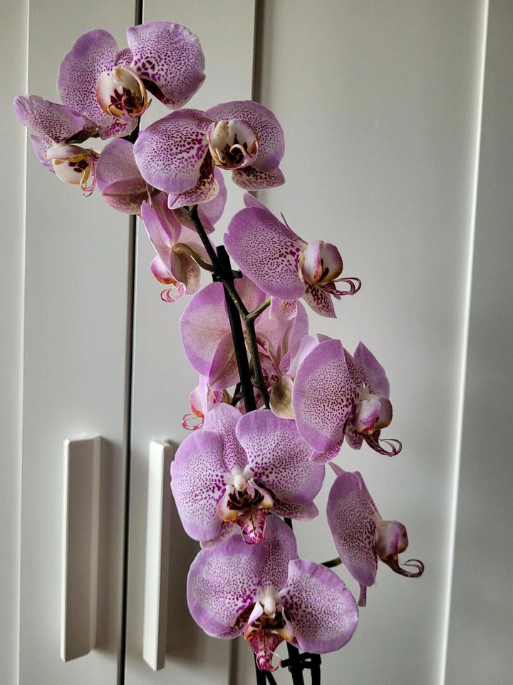 Orchidee Phalaenopsis in Berlin