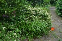 Stephanandra (halbhohe Kranzspiere), Büsche, Sträucher niedrig Schleswig-Holstein - Eggebek Vorschau