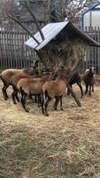 Verkaufe Kamerun Schafe Auen handzahm Thüringen - Worbis Vorschau