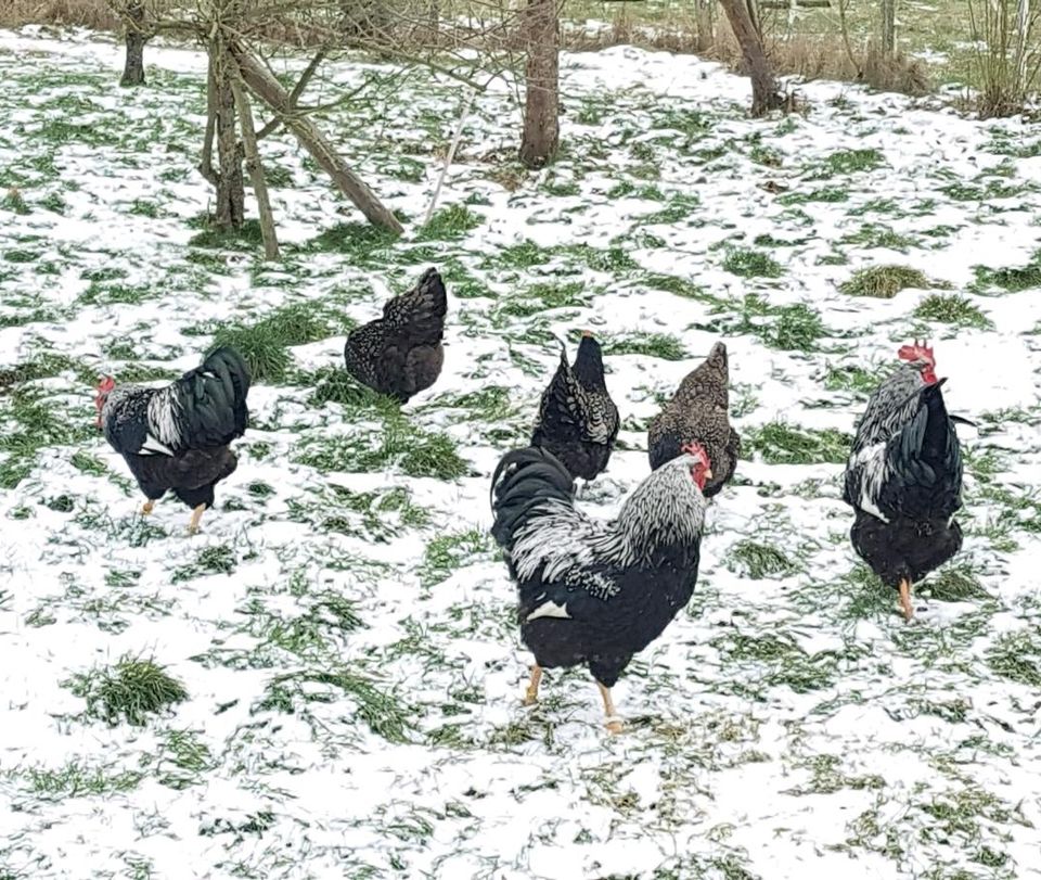 Bio Bruteier Barnevelder Silber schwarz doppelgesäumt, Zuchttiere in Morschen