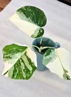 Biete diese schöne Monstera Deliciosa Variegata mit 3 Blätter an Baden-Württemberg - Eigeltingen Vorschau