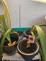 8 verschiedenfarbige Amaryllis Pflanzen Baden-Württemberg - Schallstadt Vorschau