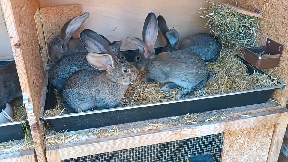 Deutsche  Riesen, Wildfarben, Hasen, Kaninchen in Unteregg