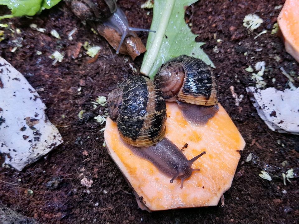 Gefleckte Weinbergschnecken | Cornu Aspersum in Salzgitter