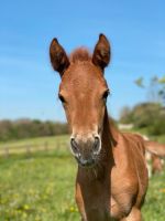 Paint Horse x Haflinger Stutfohlen Thüringen - Mühlhausen Vorschau