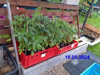 Biete Salattomate Saucentomate Tomatenpflanzen aus Bio Anbau an Hessen - Borken Vorschau