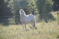 Weide (Wiese) zur Pacht für Ponies gesucht Nordrhein-Westfalen - Gescher Vorschau