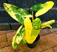 Großer Philodendron Burle Marx Variegata - M12R Hessen - Obertshausen Vorschau