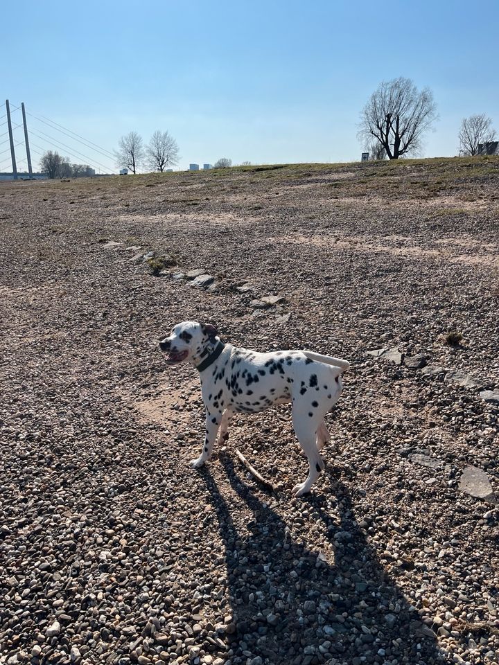 Hundebetreuung in Düsseldorf