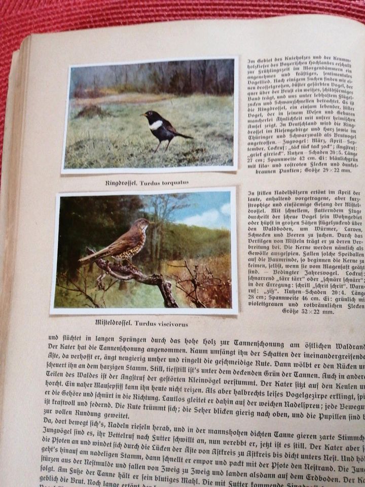 Aus Deutschlands Vogelwelt Sammelbilderalbum Nr. 5 in Windeck