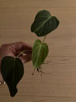 Philodendron 'Splendid' (verrucosum x melanochrysum) Nordrhein-Westfalen - Erkrath Vorschau