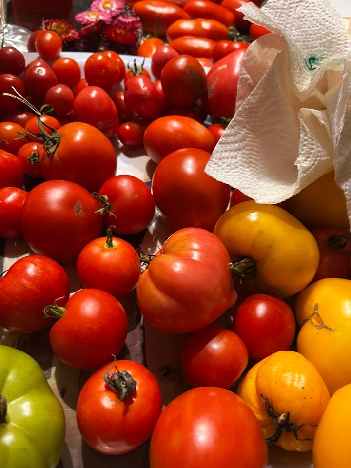 Tomaten Gurken Paprika Setzlinge in Volkmarsen