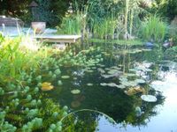 Teich, Gartenteich, Schwimmteich, Wasser im Garten, Bachläufe Niedersachsen - Dahlenburg Vorschau