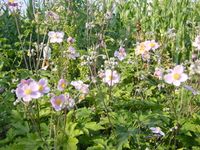 5 Stk. Herbstanemone - winterhart - Staude - rosa -mehrjährig Baden-Württemberg - Sachsenheim Vorschau