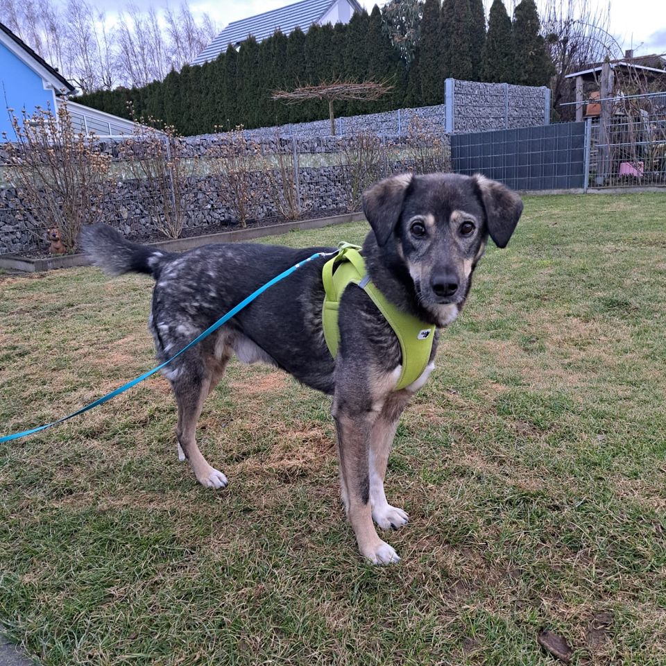 Lieber LUIS ❤️ a.d. Tierschutz sucht seine Familie in Döbeln