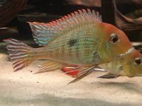 Geophagus Red Head, Tapajos F1 Nachzuchten Nordrhein-Westfalen - Gummersbach Vorschau