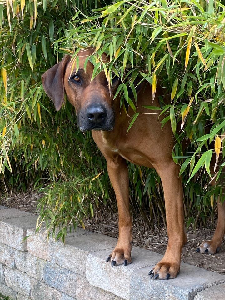 Hundebetreuung Urlaubsbetreuung ❣️ in Giesen