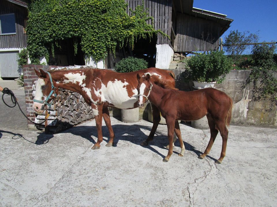 Verk. American Paint Horse Quater Horse Jährling BS Sorrel in Vilsbiburg
