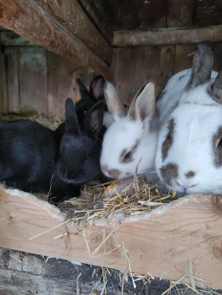Kaninchen-Mittelgroße Rasse in Malschwitz