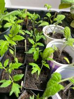 Tomaten Jungpflanzen Samenfest BioErde Nordrhein-Westfalen - Gummersbach Vorschau