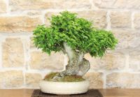 Feldulme Bonsai Bayern - Pfaffenhofen a.d. Ilm Vorschau