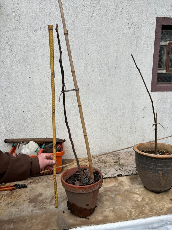 Feigenbaum Feige Obstbaum in Duisburg