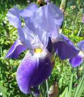 Schwertlilie Iris barbata im Topf Nürnberg (Mittelfr) - Aussenstadt-Sued Vorschau
