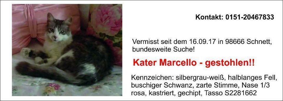 Kater Marcello gestohlen in Schleusingen