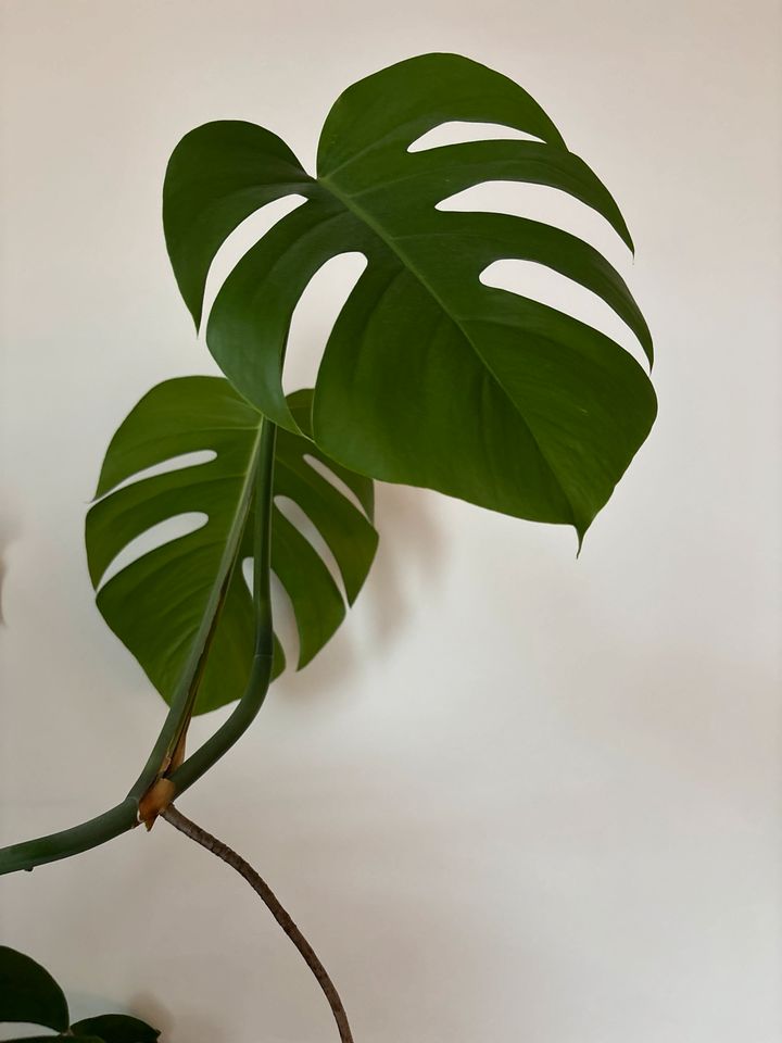 Monstera deliciosa Ableger in Obertraubling