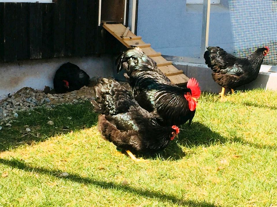 Bruteier der Großen Schwarzen Barnevelder Hühner in Wirsberg