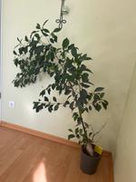 Außergewöhnlicher Bonsai – Ein Unikat für Liebhaber Hamburg-Nord - Hamburg Alsterdorf  Vorschau