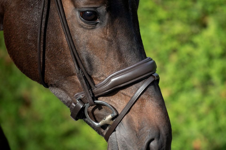 Super schöne rundgenahte Trensen mit Lack & ohne Lack €63,95 pony, vb/cob, wb/full SCHWARZ, BRAUN oder WEISSLEDER in Rehburg-Loccum