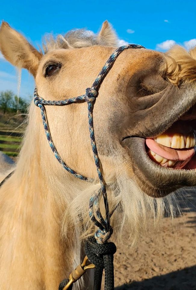 Jungpferd sucht Pflegebeteiligung in Seth Holstein