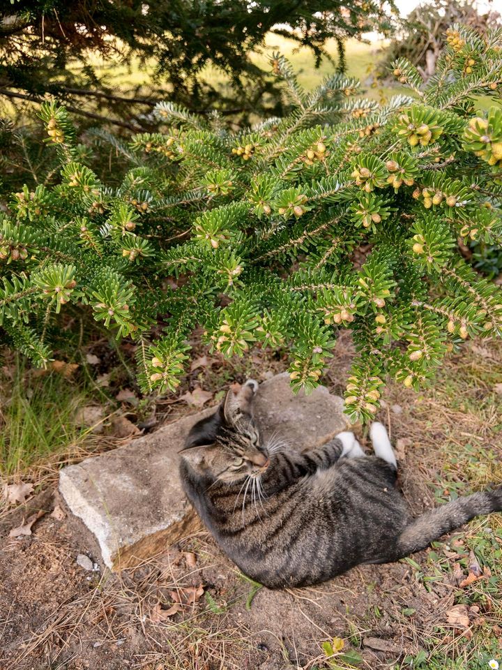 Kater Loki vermisst/gesucht in Heidesee