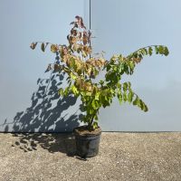 Parrotia persica - Eisenholzbaum | Bayernhecke, Bayern - Weißenburg in Bayern Vorschau