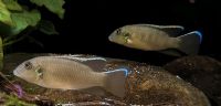 Chromidotilapia, Buntbarsche, Benitochromis, Pelvicachromis Niedersachsen - Garbsen Vorschau