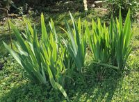 diverse Stauden und Gartenpflanzen Bayern - Aschaffenburg Vorschau