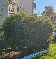 Großer Rosenbusch zu verschenken Rheinland-Pfalz - Waldböckelheim Vorschau