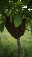 Bienenschwarm Bienen Niedersachsen - Bovenden Vorschau